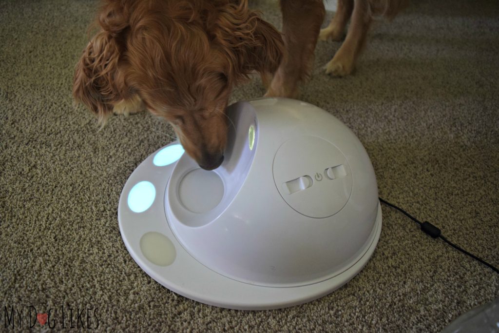 Our Golden Retriever Charlie checking out the CleverPet Hub