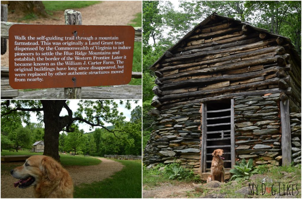 Walking the Mountain Farm Trail near Humpback Rocks