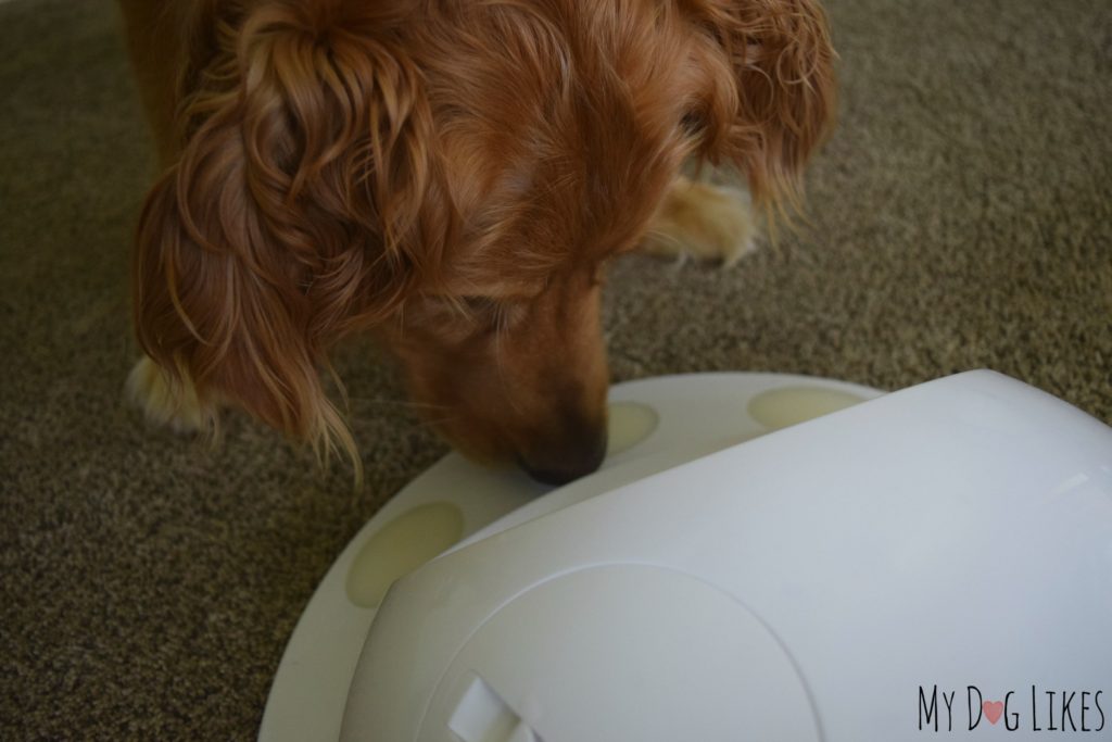 Charlie checking out the CleverPet and beginning the series of dog training games