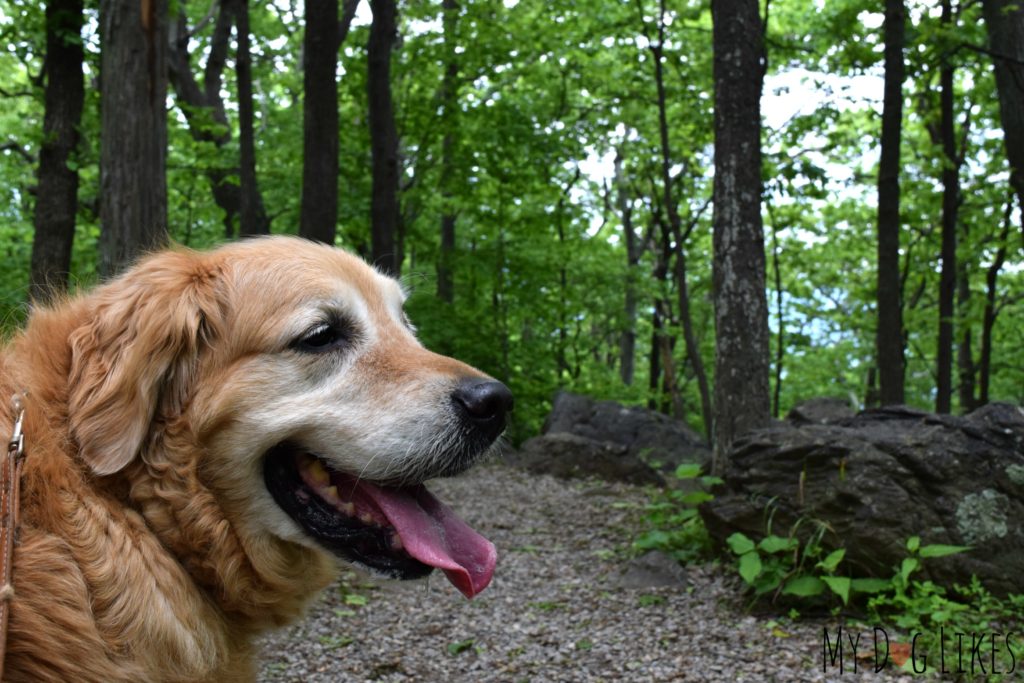 Harley thrilled to be out and exploring!