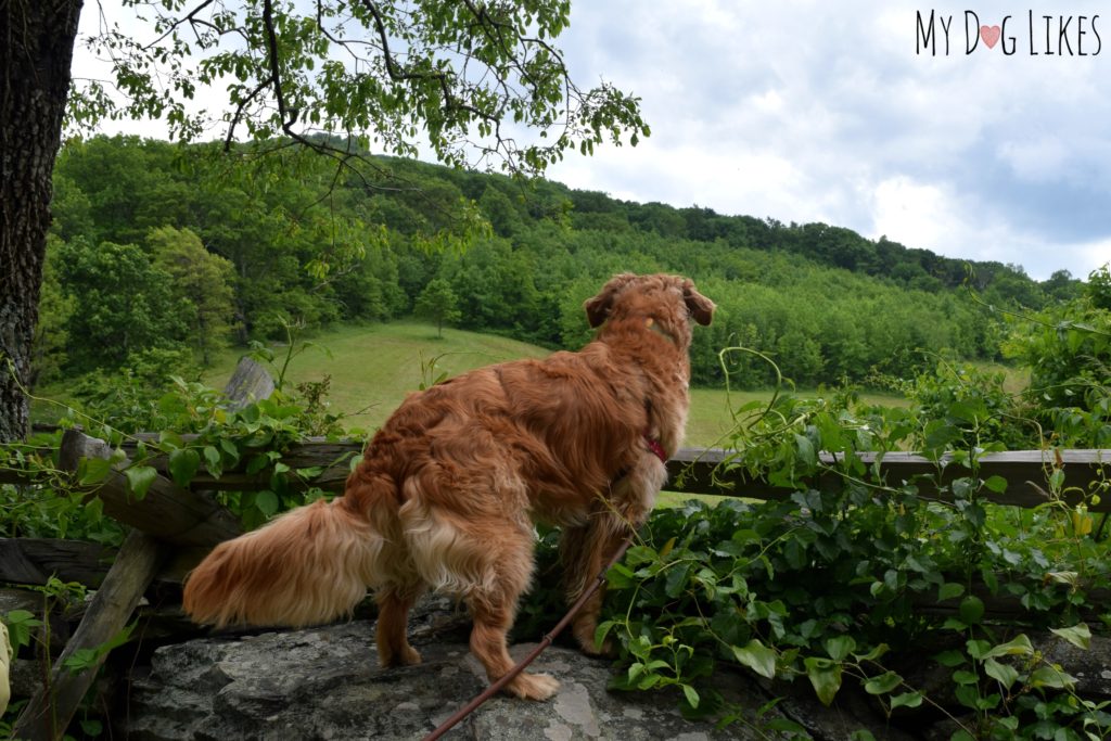 Charlie peering into the field at Humpback Gap