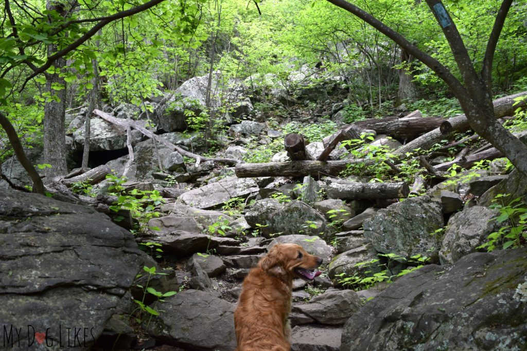 Charlie carefully navigating the rocky trail on the way up to Humpback Rocks