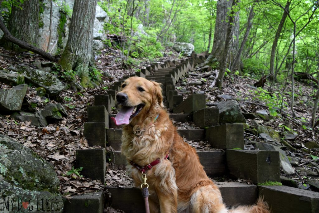 Be prepared to climb on the Humpback Rocks Trail - over both stairs and large rocks!