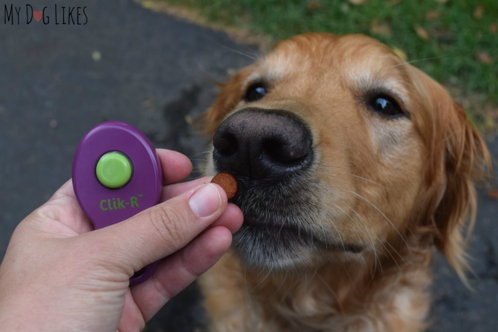 Giving Charlie a treat while introducing the clicker