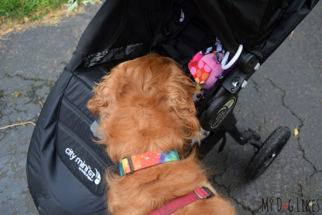 Encouraging our dog to sniff and explore the stroller to get comfortable with it