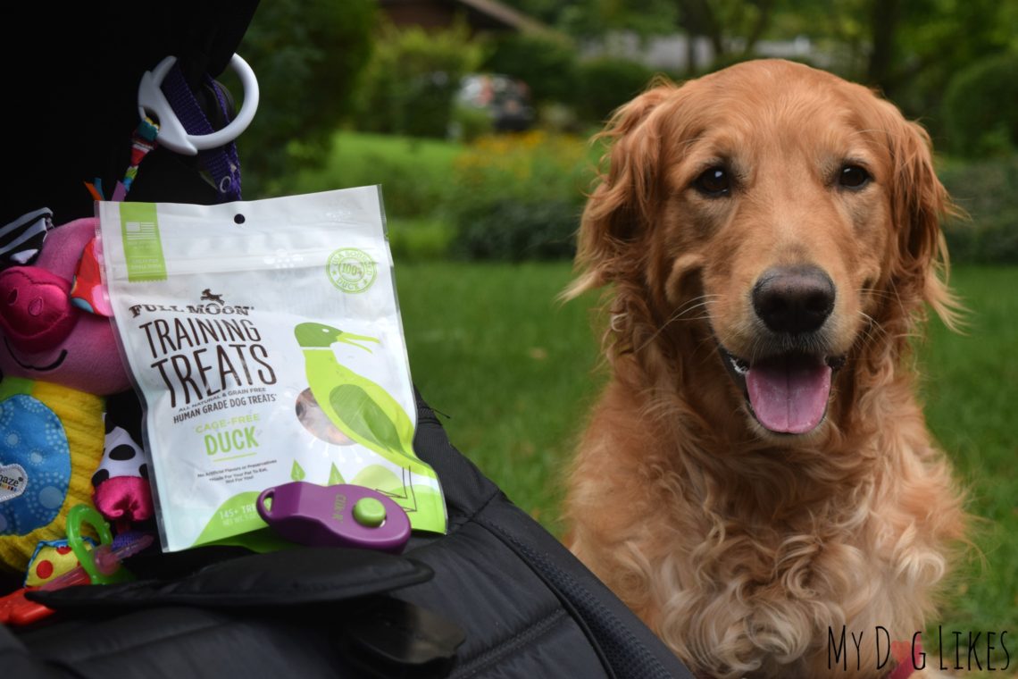 Walking your Dog with a Baby Simple Stroller Training