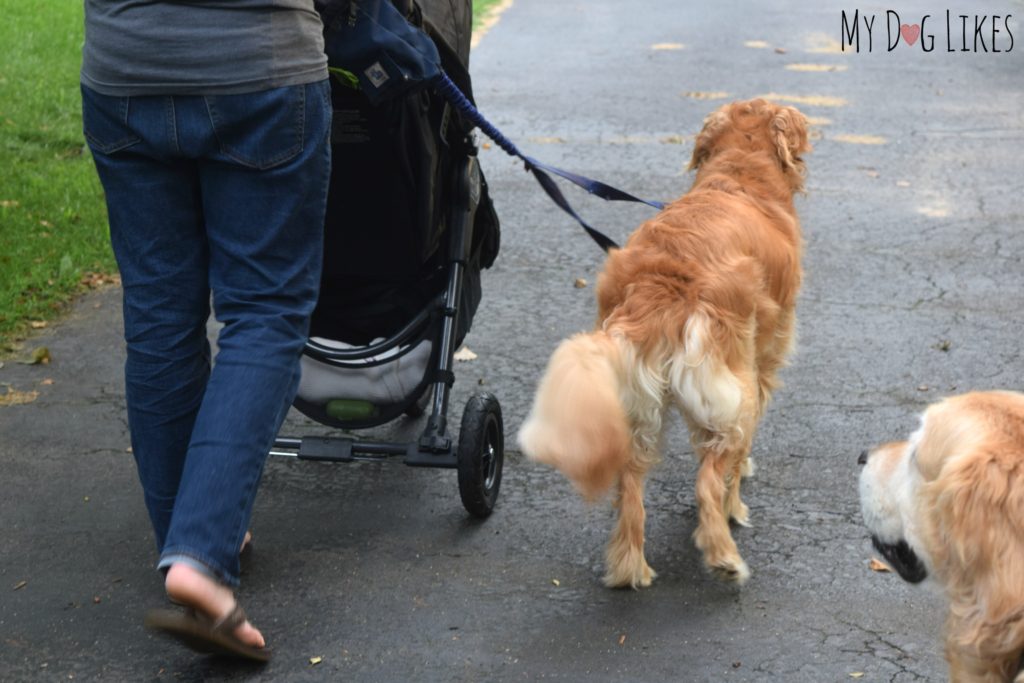 Showing our dog the way the stroller (pram) moves and turns