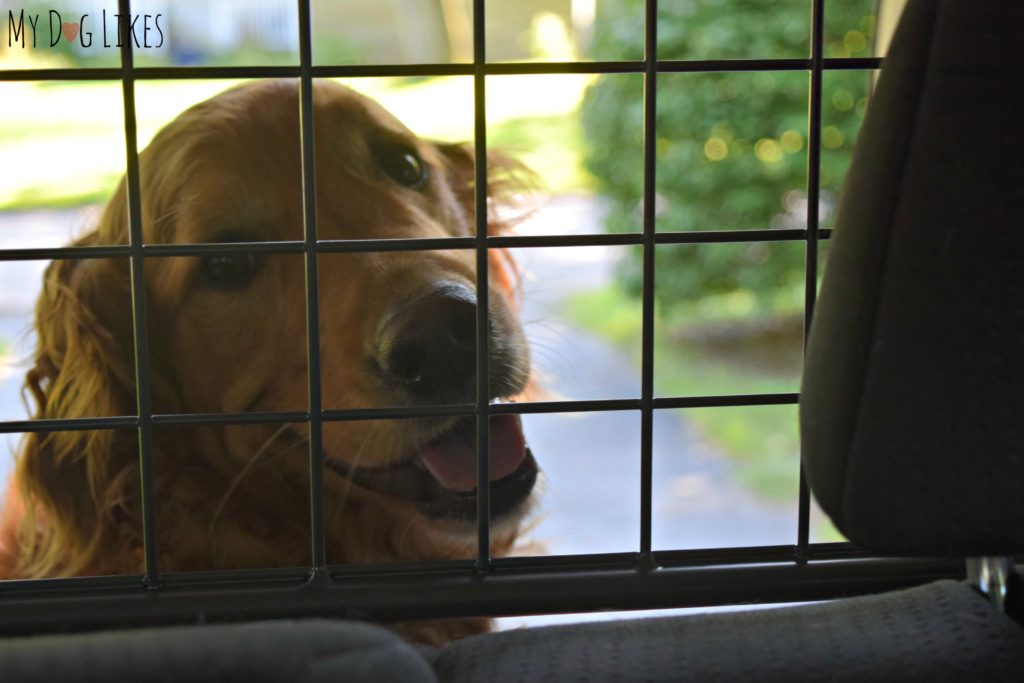 Charlie looking through our vehicle pet barrier