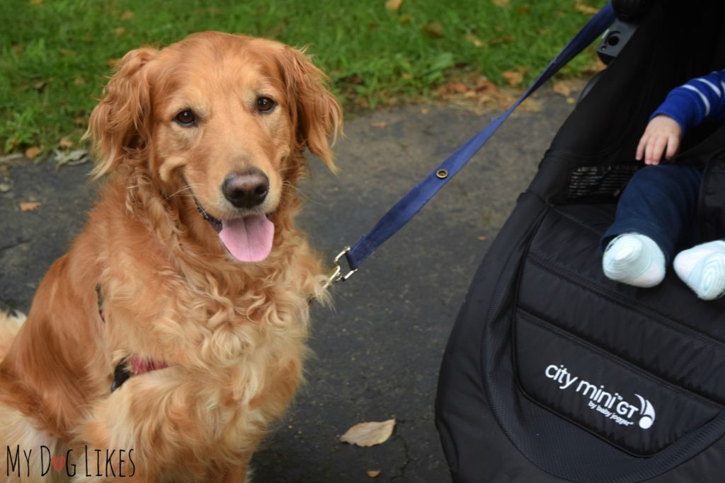 Dogs and babies training