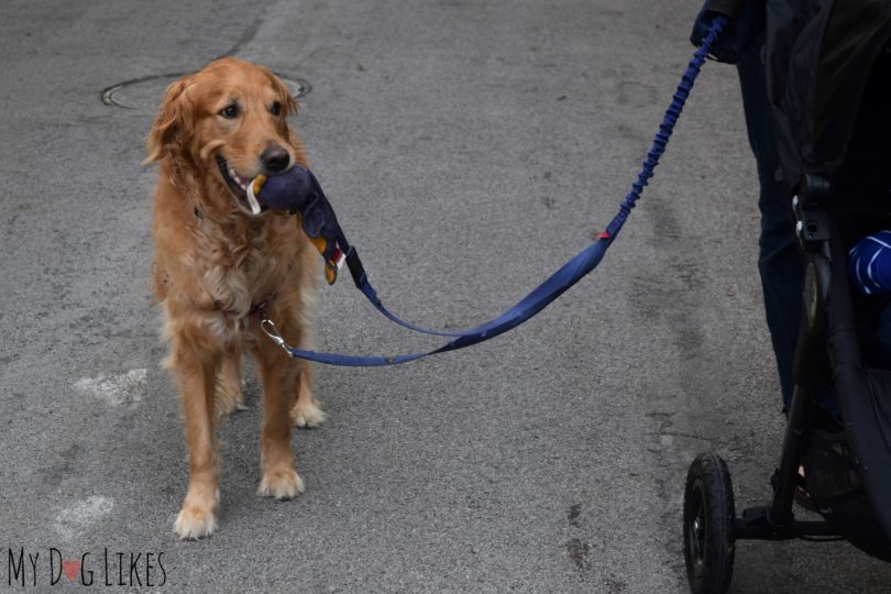 Walking your Dog with a Baby - Simple Stroller Training