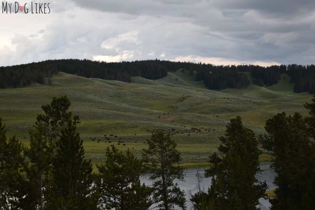 Herd of Buffalo in the Hayden Valley of Yellowstone