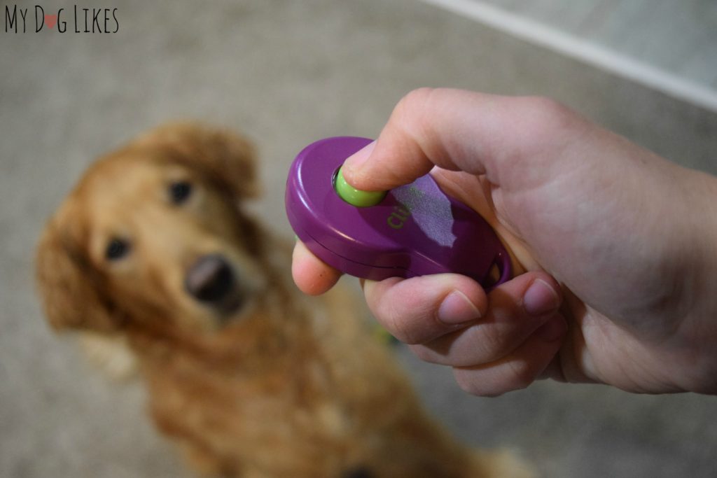Practicing clicker training with our Golden Retriever Charlie