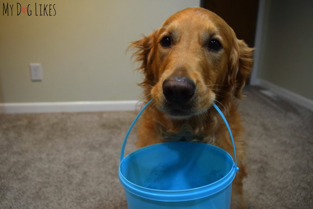 Teaching our dog to carry a bucket to the door on Halloween!