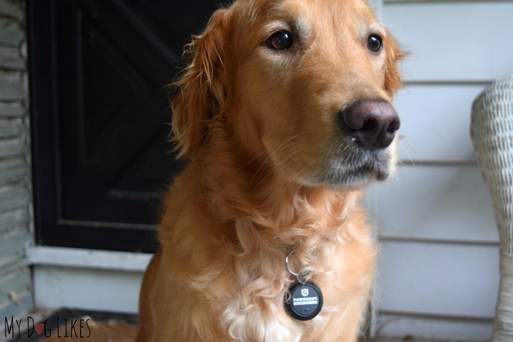 Charlie wearing the Pawscout tracking tag for dogs