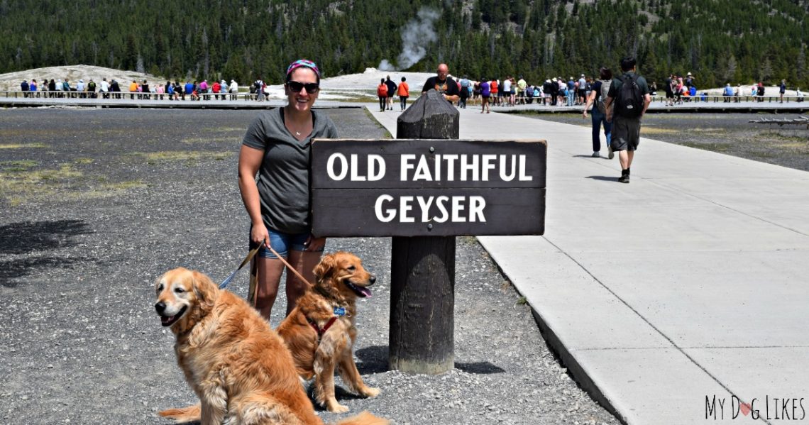 Visiting Yellowstone National Park with Dogs