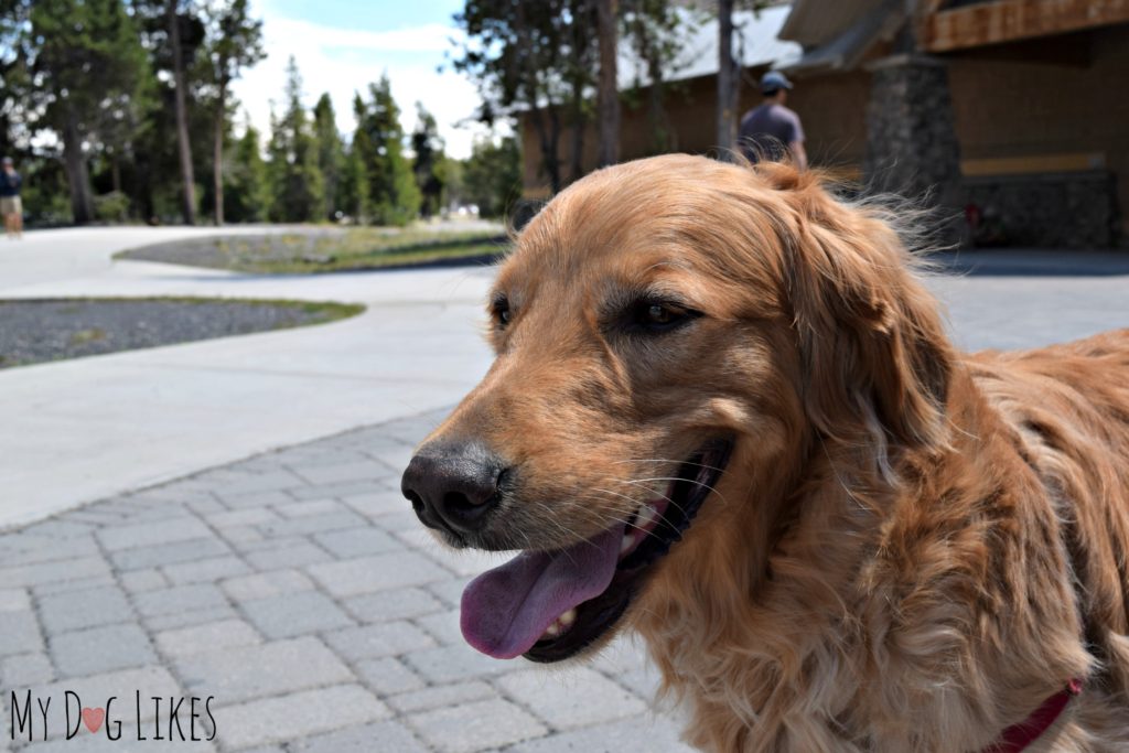 Waiting for Old Faithful to blow outside the Visitors Center