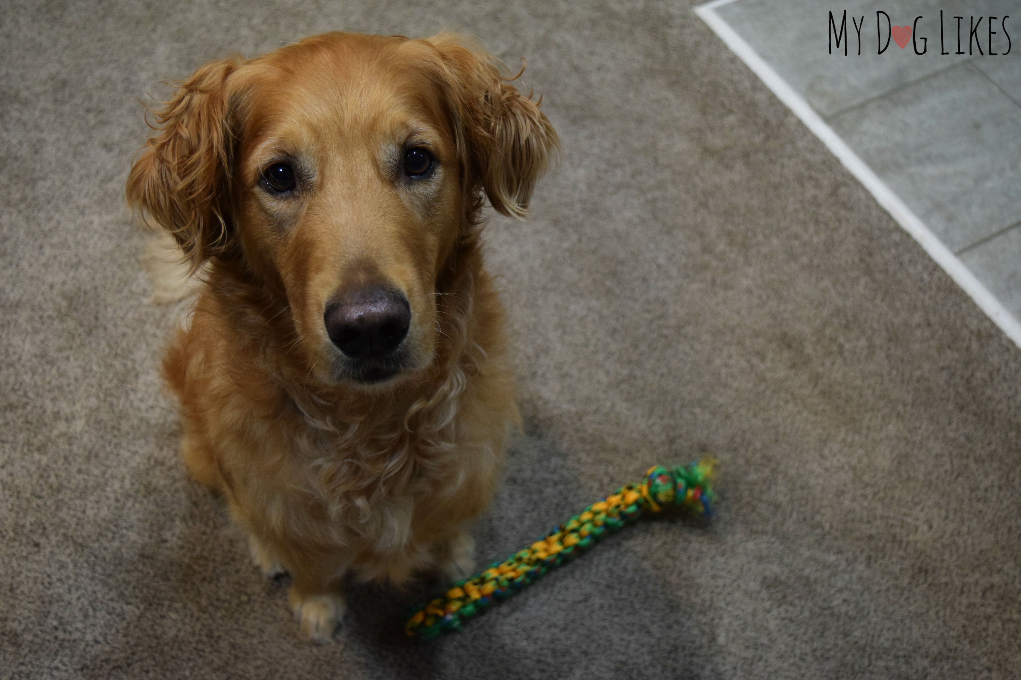 Teaching your Dog to "Pick it Up" or "Take It"