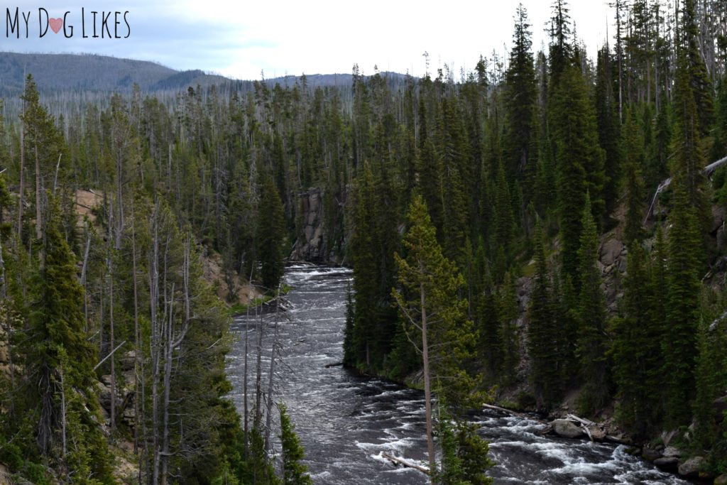 River and forest in Wyoming