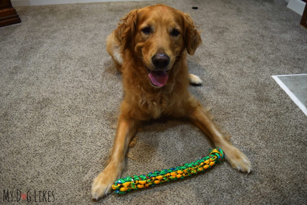 Teaching a dog to pick up a toy with positive reinforcement