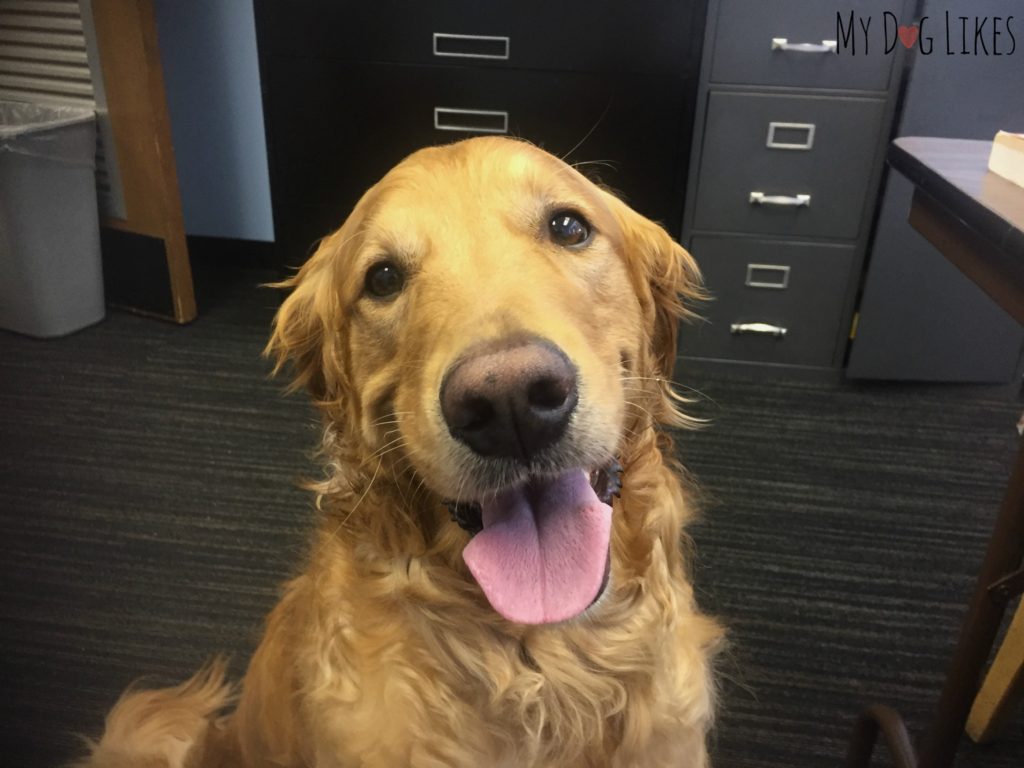 Charlie the Golden Retriever working as a school therapy dog