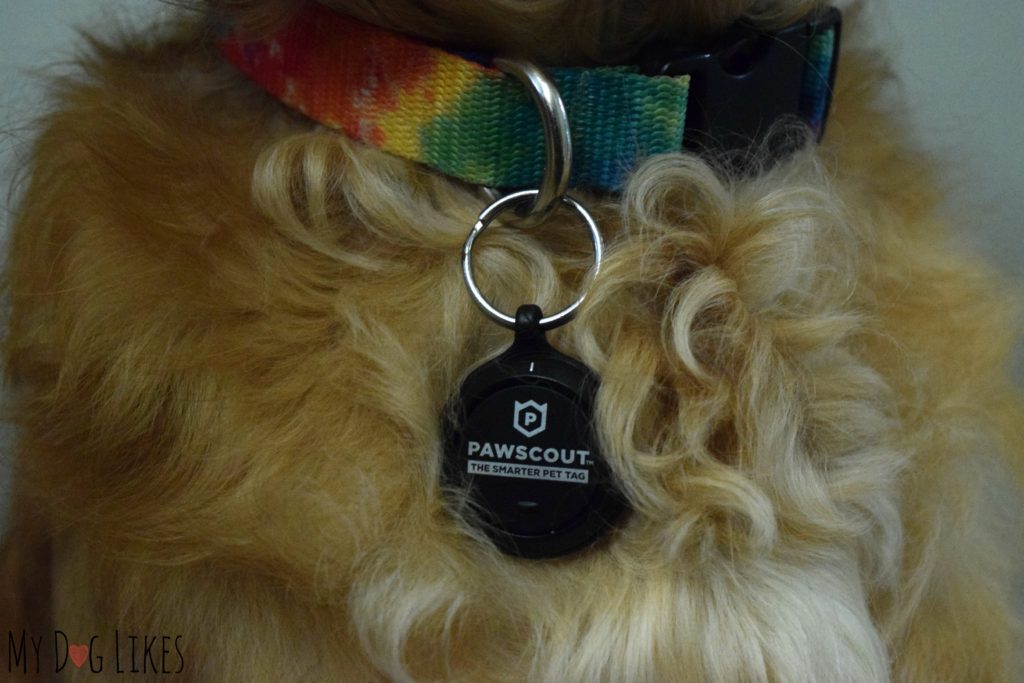 Charlie wearing his tracking pet tag