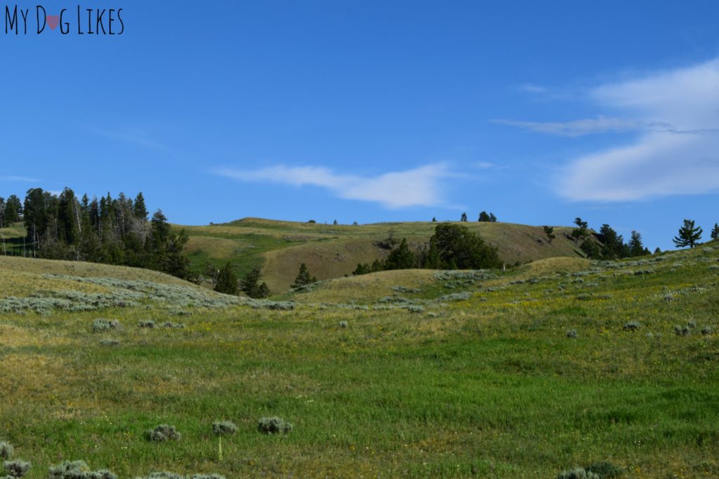 Sweeping alpine plains in Northern Yellowstone