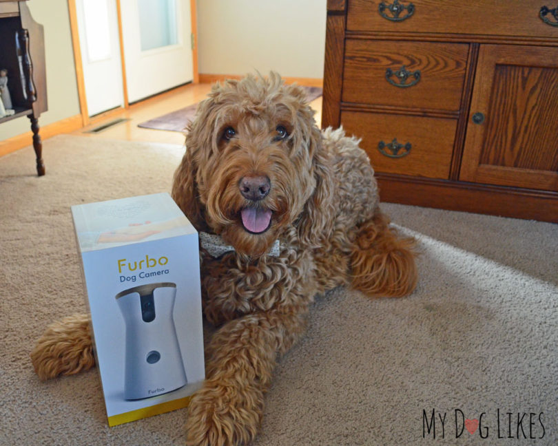 Spencer the Goldendoodle gearing up for his Furbo review