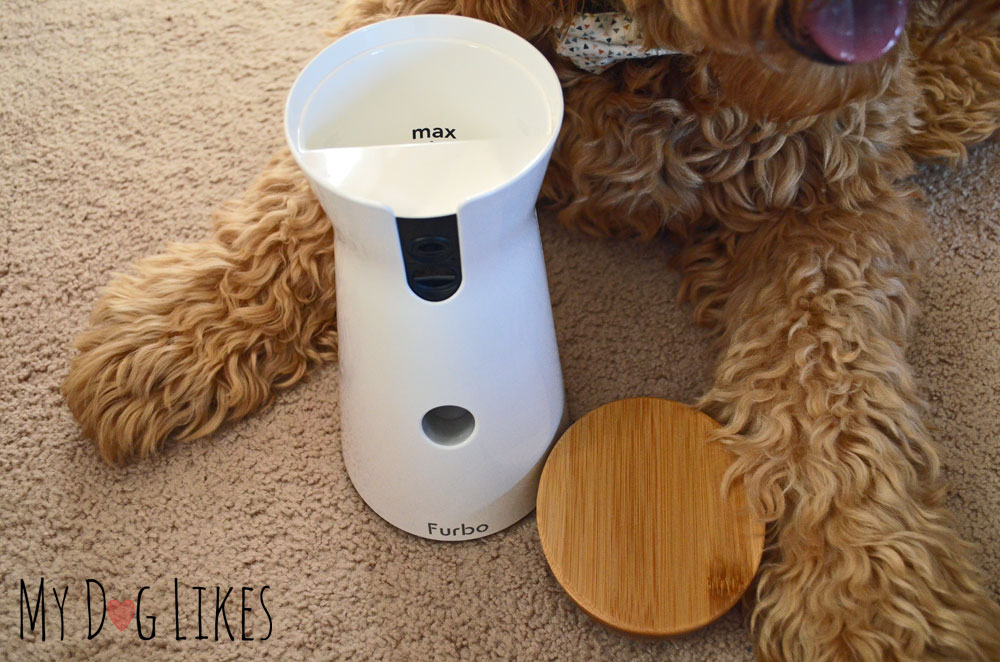 Testing out the Furbo Treat Dispensing Dog Camera