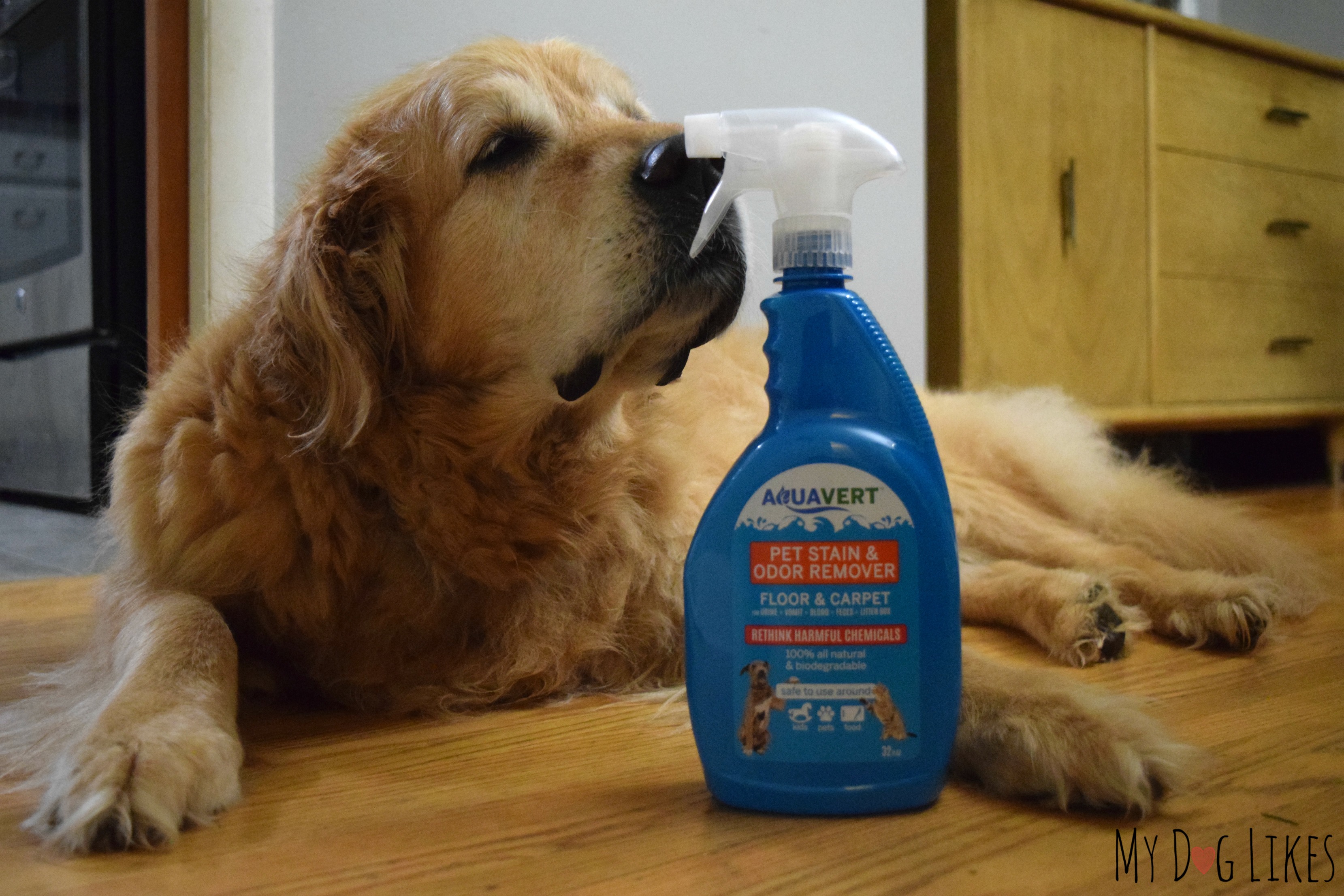 Pet cleaner. Cleaning Dog.