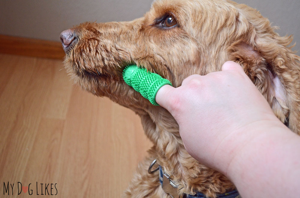 Waggletooth dog toothbrush review from MyDogLikes