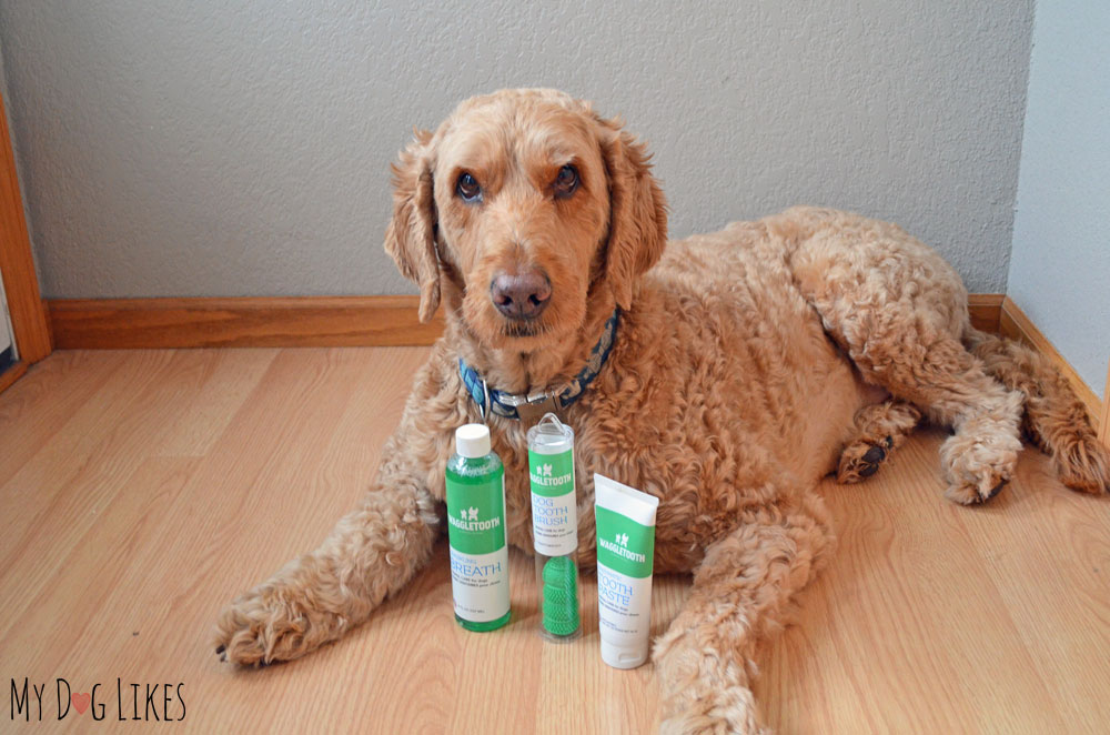 Spencer posing with the full line of Waggletooth products