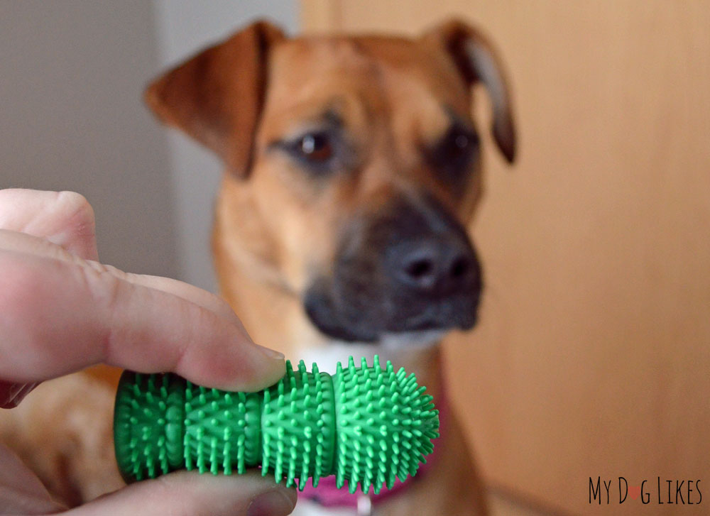 Waggletooth Finger Dog Toothbrush Review