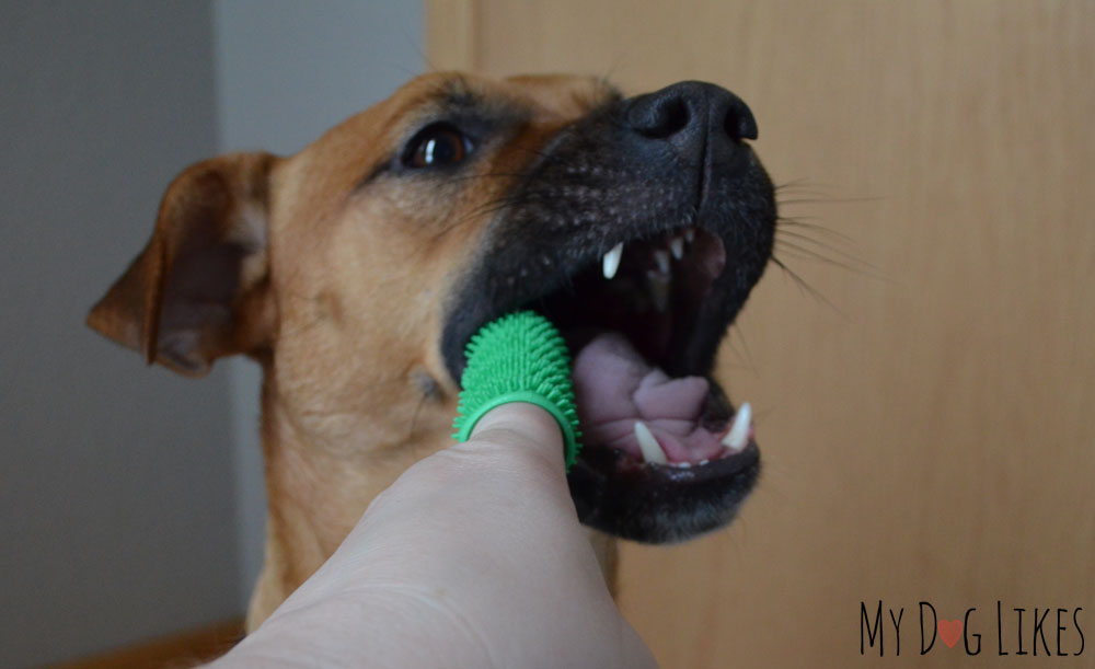 Brushing your dog's teeth is a breeze with the Waggletooth dog toothbrush