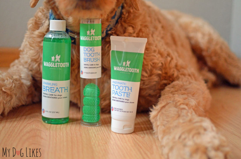 Learn how to keep up with your dog's dental health in our Waggletooth review