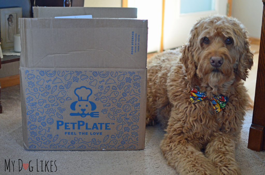 Petplate testimonial from Spencer the Goldendoodle!