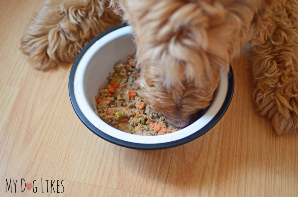 Spencer completing a taste test for our official PetPlate Review