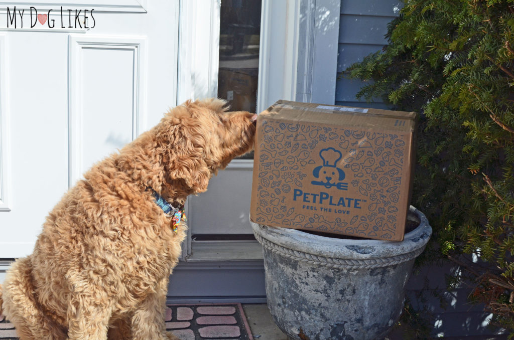 Spencer sniffing out his latest dog food delivery from PetPlate