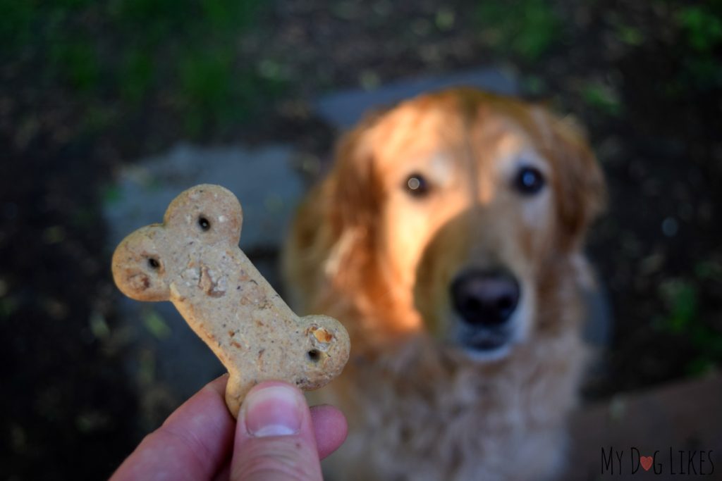 Waiting "patiently" for a Vita Bone biscuit!