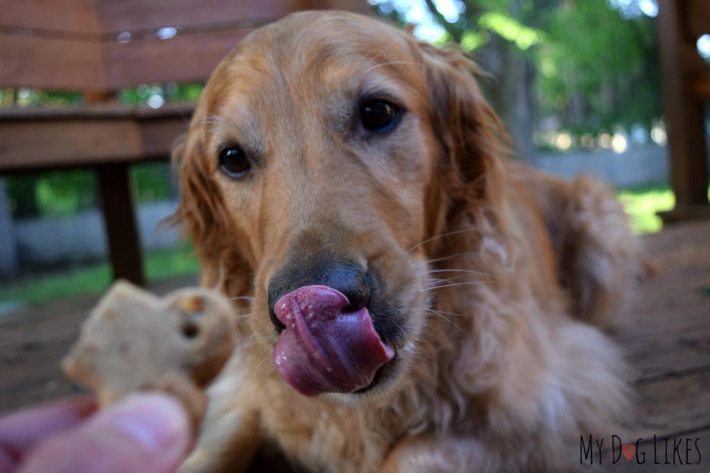 Charlie licking his chops for more sweet potato flavored dog treats