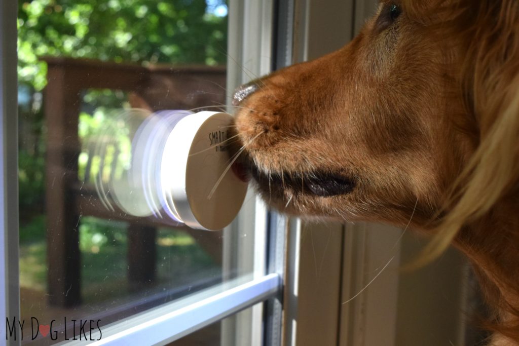 Training your Dog to use a Dog Doorbell