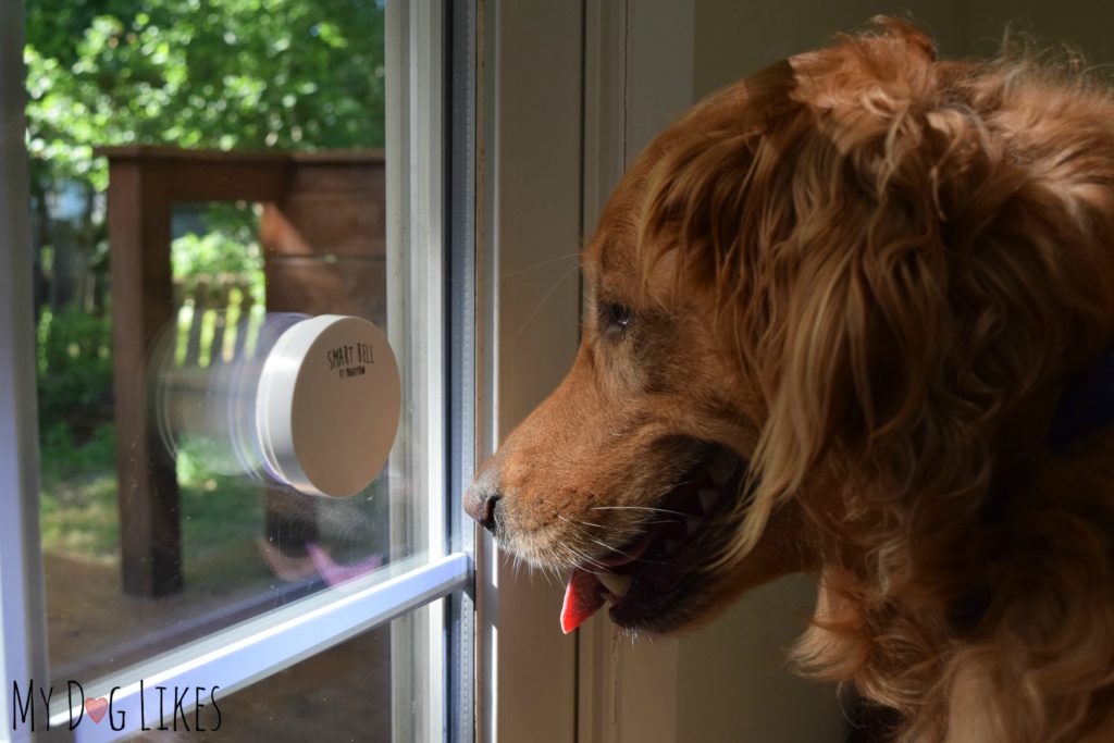 The Smart Bell is a wireless doggy doorbell so they can easily let you know when they need to go outside