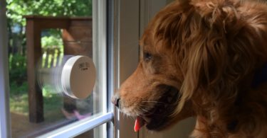 The Smart Bell is a wireless doggy doorbell so they can easily let you know when they need to go outside