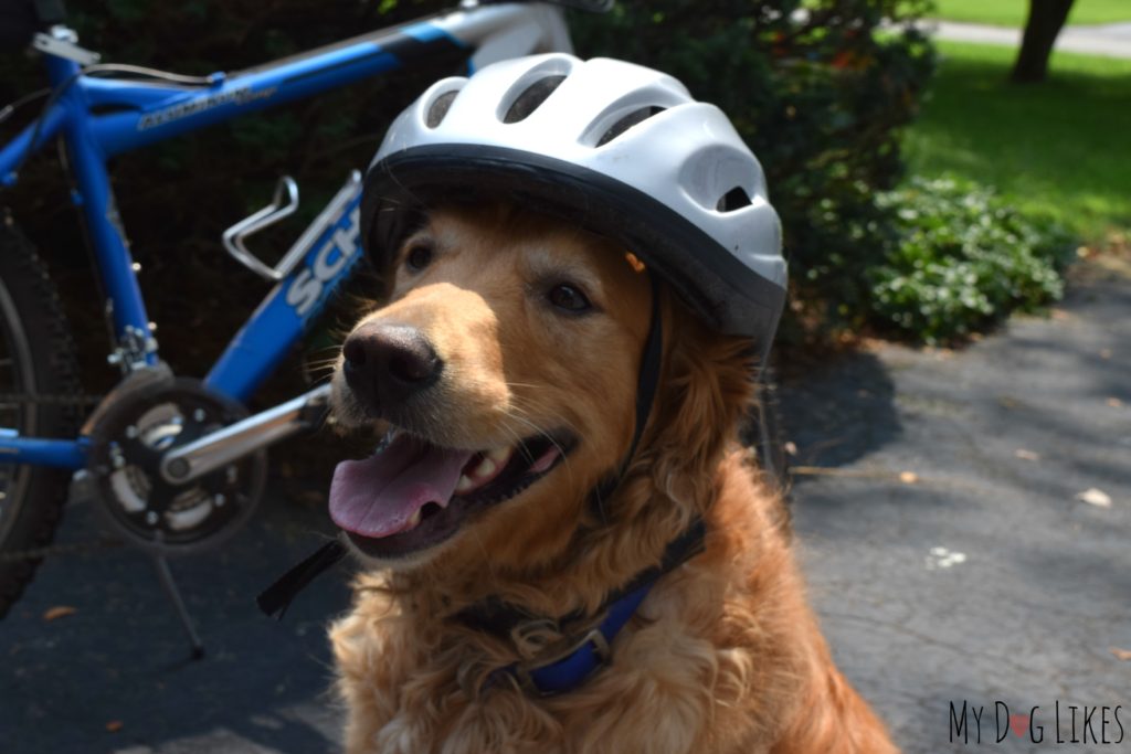 Dog wearing bicycle helmet