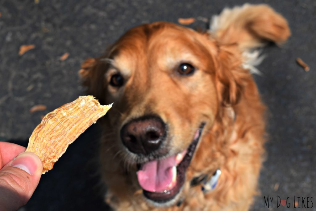 Charlie eager to test out the USA sourced Chicken Jerky from Campfire Treats