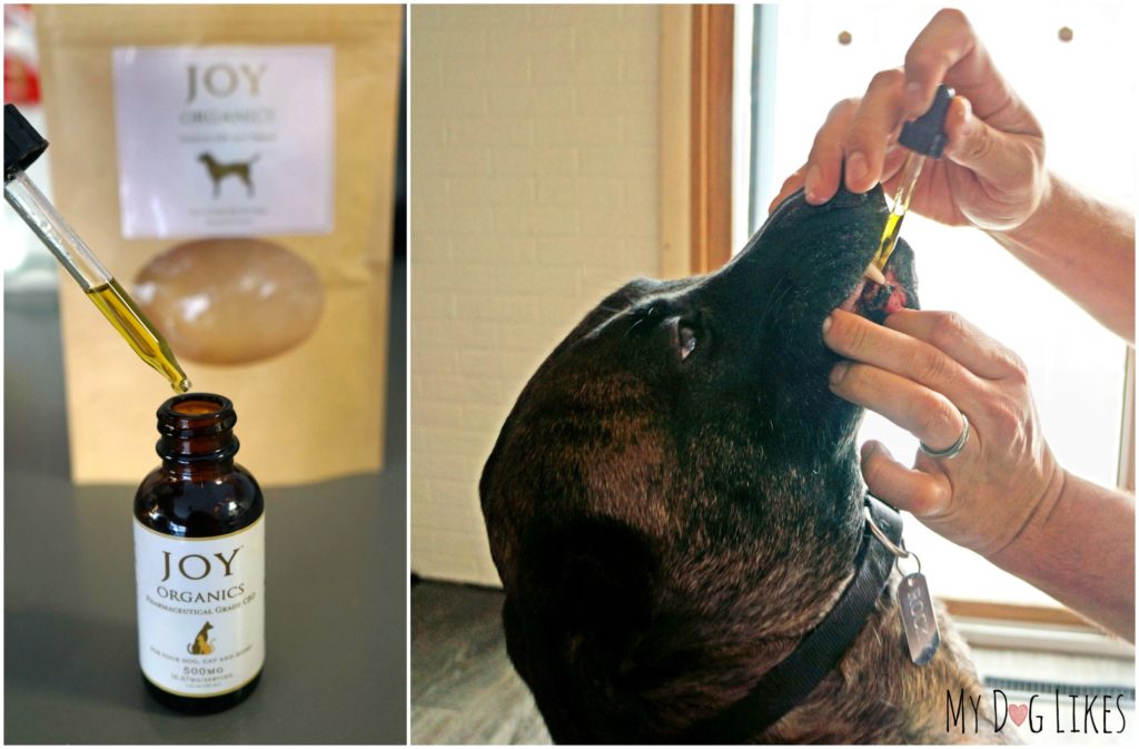 Administering CBD Oil to dog with dropper