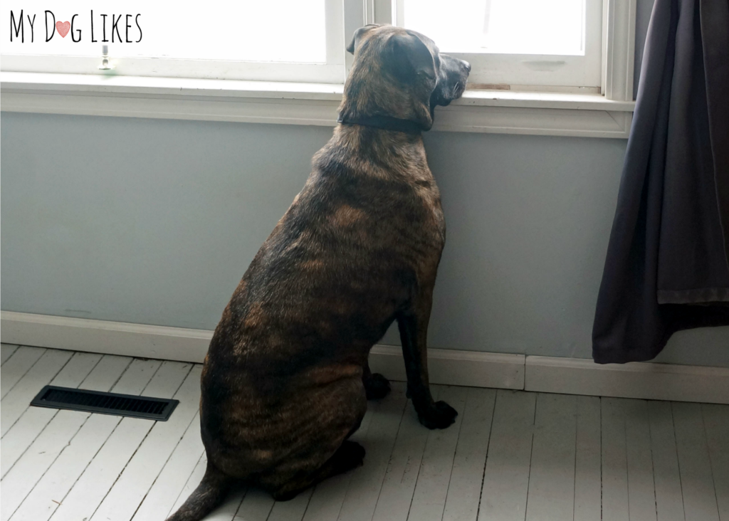 Dog with separation anxiety staring out window