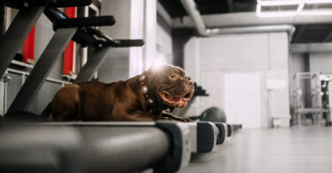 Can a dog use a regular treadmill