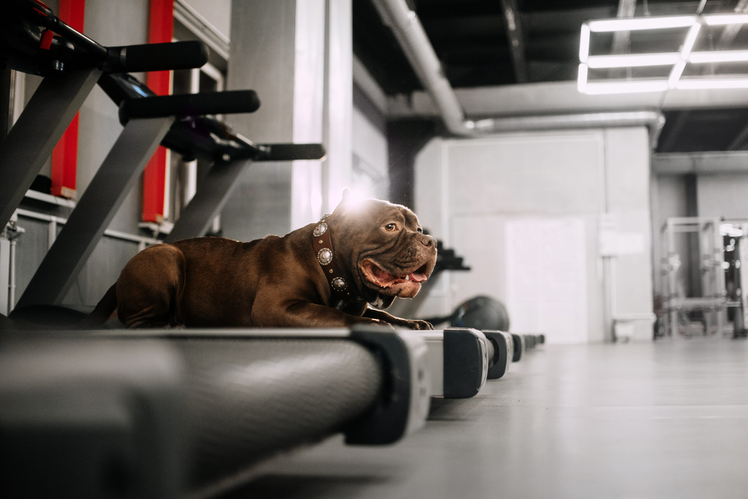 Dog Treadmill - Why would a dog need a treadmill?