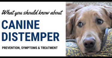 How do dogs get distemper?