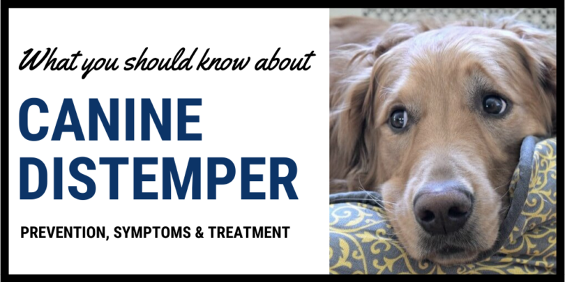 How do dogs get distemper?